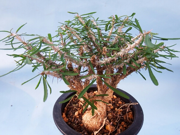 サボテン 多肉植物　60　Euphorbia　サクラカヘンシス　　　