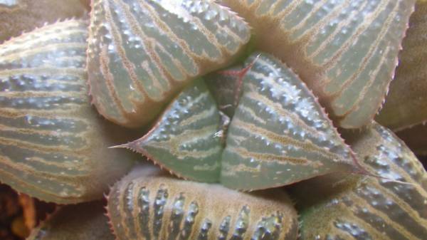 ★☆KK★☆ハオルシア　スプレンデンス★☆