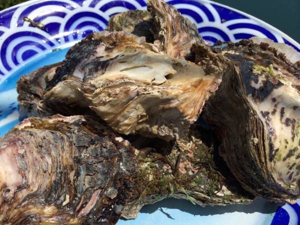 宮崎 天然岩牡蠣 殻付き 生 １００gから３００g　５k詰め２