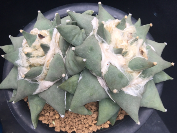 アリオカルプス 青磁牡丹 サボテン 多肉植物