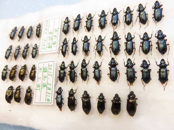 標本 野外品ウンゼンルリクワガタ♂ Yahoo!オークション 愛知県産 ルリ