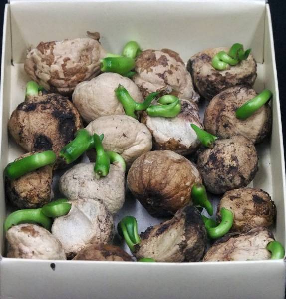 浜木綿 はまゆう ハマユウ の球根18球 白 ピンク 清楚な花 その他 売買されたオークション情報 Yahooの商品情報をアーカイブ公開 オークファン Aucfan Com