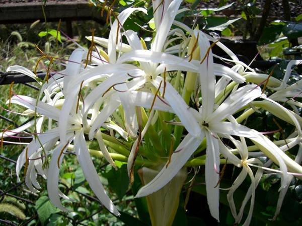 浜木綿 はまゆう ハマユウ の球根18球 白 ピンク 清楚な花 その他 売買されたオークション情報 Yahooの商品情報をアーカイブ公開 オークファン Aucfan Com