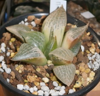 ■□コンプト錦・サボテン多肉□■