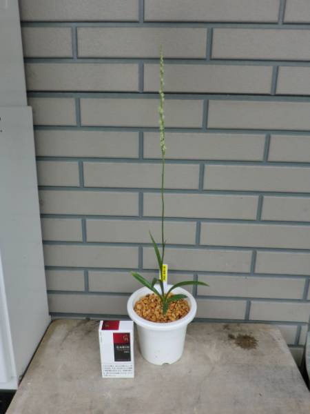 山野草 超珍品 緑花 八重咲き ネジバナ 富士緑峰八重咲き(鉢植え