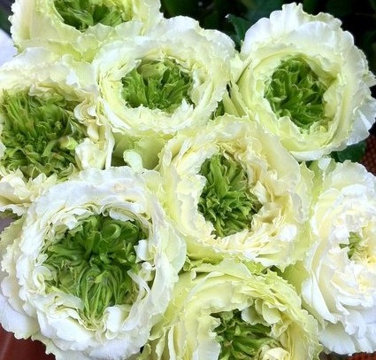 切り花品種 グリーンハート バラ苗 バラ 売買されたオークション情報 Yahooの商品情報をアーカイブ公開 オークファン Aucfan Com