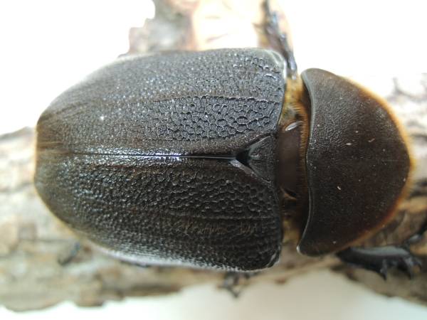 D・H・パスコアリ　♀７５ｍｍ　単品　