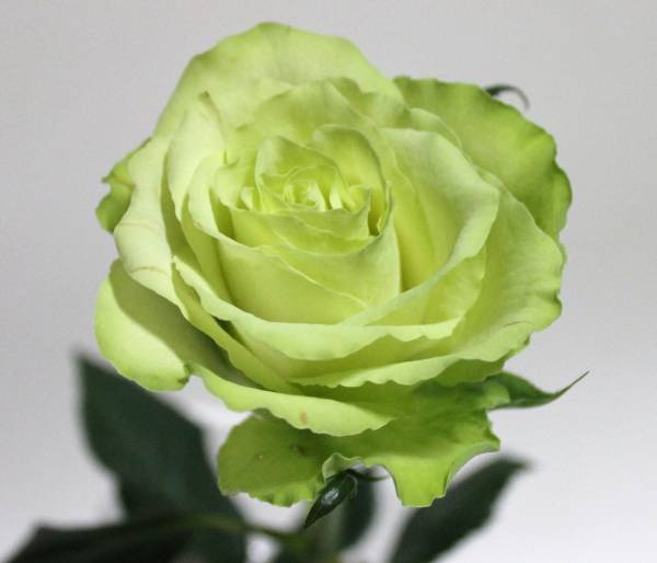 薔薇のトピアリー ミントグリーン 痛かろ 