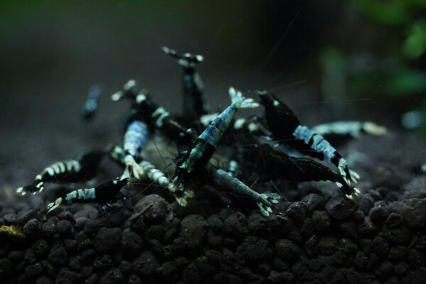 【Bee右衛門】マーキス　ブルーの良個体即戦力♀多め　10匹以上