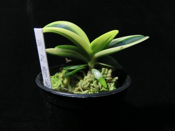 ○富貴蘭○山野草○斑入り○ナゴラン（明丸の縞）(花、園芸)｜売買され