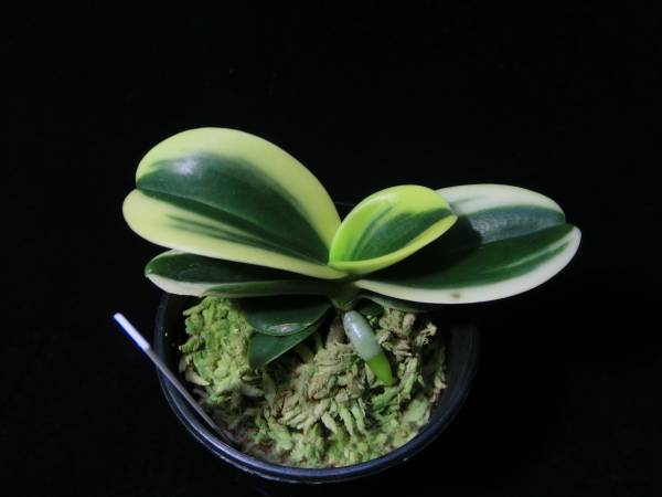 ○富貴蘭○山野草○斑入り○ナゴラン（明丸の縞）(花、園芸)｜売買され
