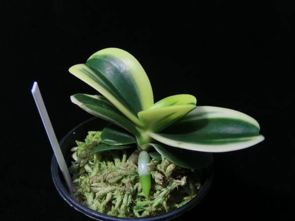○富貴蘭○山野草○斑入り○ナゴラン(明丸の縞)(花、園芸)|売買され ○富貴蘭○山野草○斑入り○ナゴラン(明丸の縞)(花、園芸)|売買され