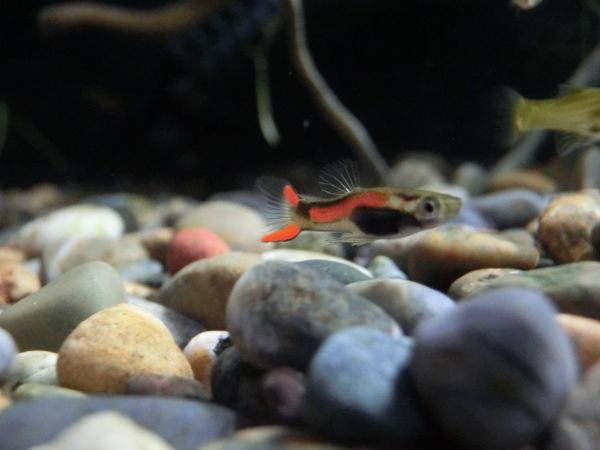 エンドラーズ ライブベアラー原種10匹 グッピー 売買されたオークション情報 Yahooの商品情報をアーカイブ公開 オークファン Aucfan Com