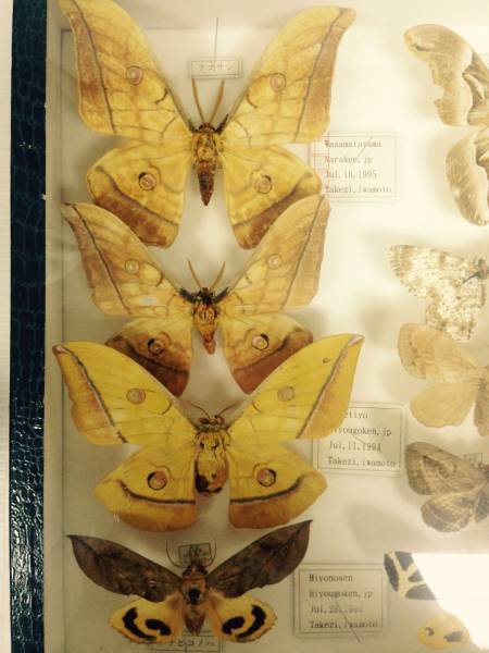 N アンティーク 蝶 昆虫標本 アケビコノハ ケース付き その他 売買されたオークション情報 Yahooの商品情報をアーカイブ公開 オークファン Aucfan Com