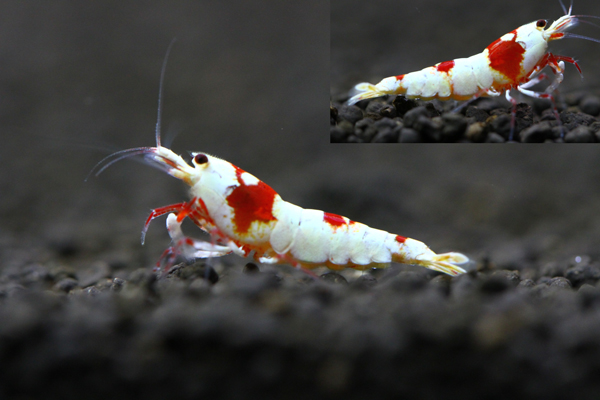 ■□ALL-GREEN□■将来有望の激厚極上赤足個体３匹！！