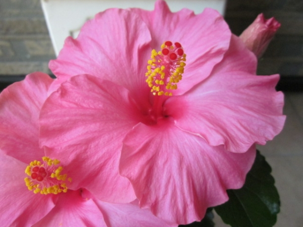 ジュノ ハイビスカス ｎｅｗロングライフシリーズ その他 売買されたオークション情報 Yahooの商品情報をアーカイブ公開 オークファン Aucfan Com