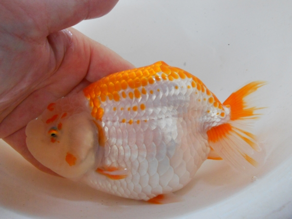 あけ二歳　めす　約１３センチ　　1匹_2