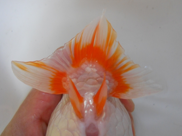 あけ二歳　めす　約１３センチ　　1匹_3