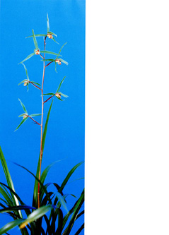 ●寒蘭　高知県土佐清水市産（豊徳）　A-51