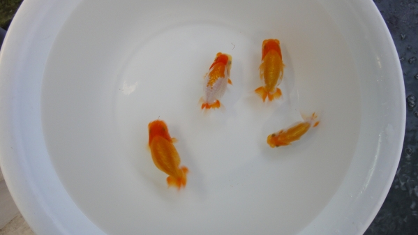 ☆909らんちゅう☆　当歳　4匹セット　A