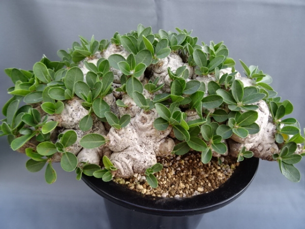 多肉植物 パキポディウム 巨大 恵比寿笑い No,26(サボテン)｜売買