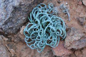 ゲシリス　ヴィロサ　ウィリストン　１球　ｈ２～３－ｂ4