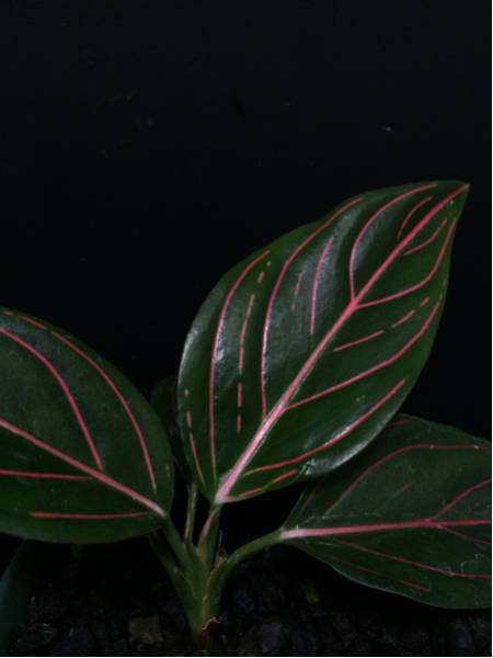 【 Aglaonema rotundum hyb. 】アグラオネマ/ロタンダム系