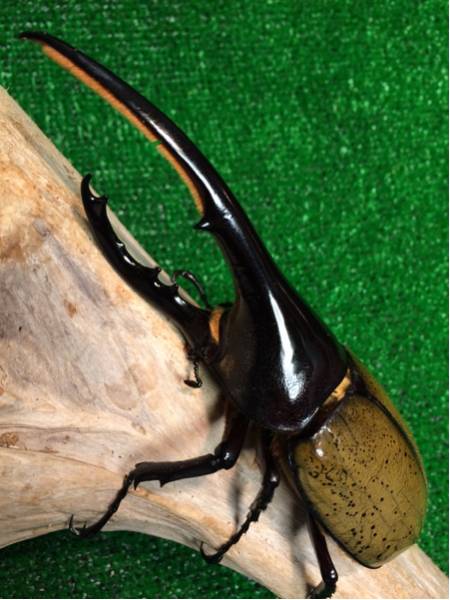 「マッシュ25」ＤＨ・ヘラクレス ♂138mm