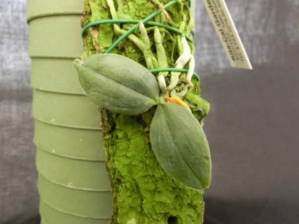 【洋蘭82】 Phal.malipoensis №2 マリポエンシス　新種