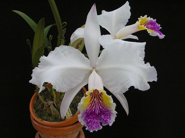◇洋蘭カトレア原種C.lueddemanniana s-alba 'Segunde'（OG）◇ 【公式