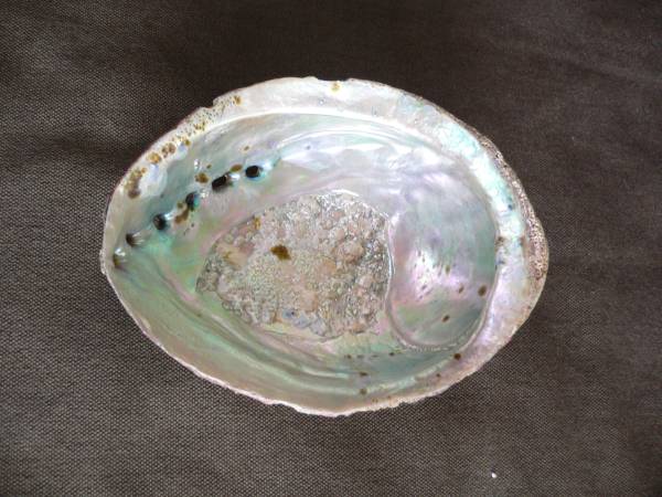 アワビ 貝殻 サイズ10.5×14 螺鈿 素材 アンティーク 飾り 置物_1