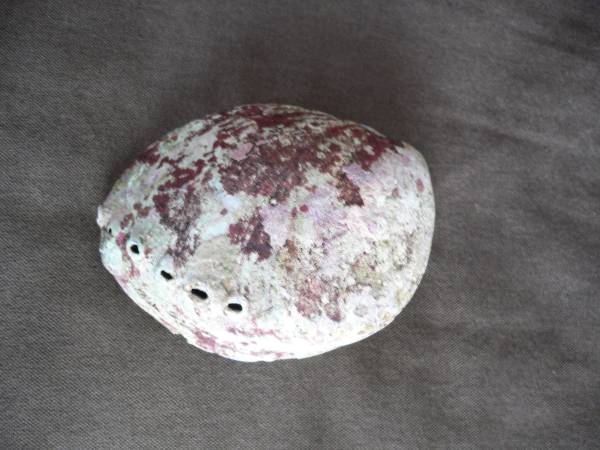 アワビ 貝殻 サイズ10.5×14 螺鈿 素材 アンティーク 飾り 置物_2