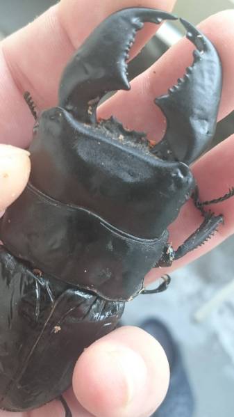 超極太血統スマトラヒラタ　３令幼虫　約30頭