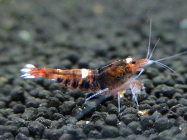 「ＢＬＥＳＳ」純血レッドナナシー　３匹セット