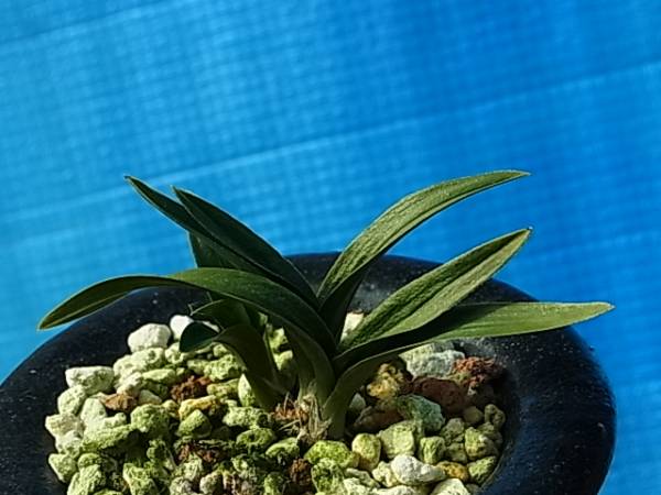 日本春蘭　【無銘チャボ羅紗】３本　/　山野草　野生蘭　寒蘭