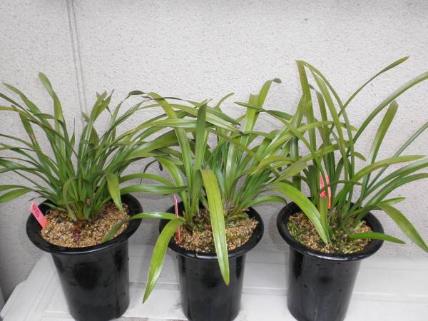 キンリョウヘン☆金稜辺 3品花蕾付き（原種・原種・白花) 鉢植え 花