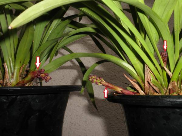 キンリョウヘン☆金稜辺 3品花蕾付き（原種・原種・白花) 鉢植え 花
