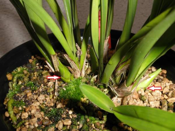 キンリョウヘン☆金稜辺 3品花蕾付き（原種・原種・白花) 鉢植え 花