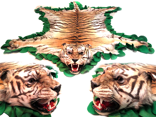 【登録票付き・本物】トラ毛皮ラグ（全長206cm）国際希少野生動植物種登録票あり 希少 虎 剥製 毛皮絨毯 登録証付き トラ はく製 全長218cm 北λ(科学