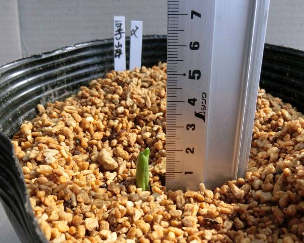 ホテイアツモリソウ NO.2 厚岸産 1芽 平成28年度高山植物販売業様より
