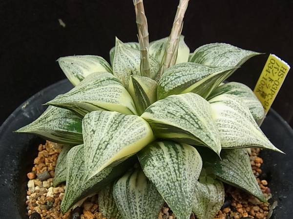 ★サボテン★　ハオルチア　ピクタ錦　種子　