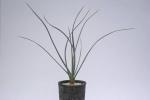 ドラセナ セルラータ Dracaena serrulata 希少 大株 観葉植物 花、園芸