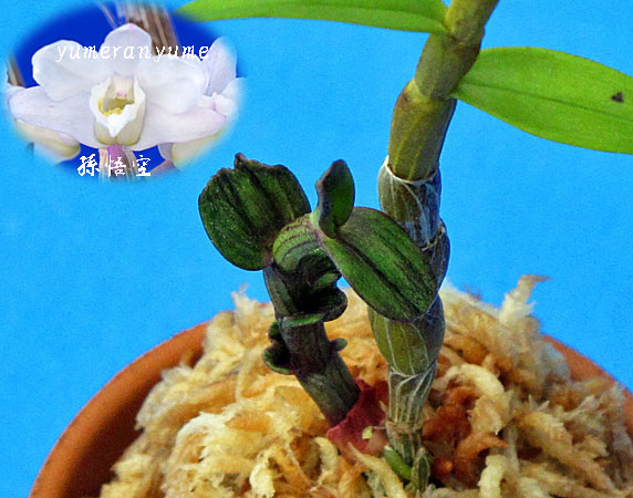 ★セッコク・長生蘭、三重産、矢変り・羅紗・梅弁花「孫悟空」★