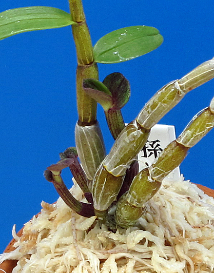 ★セッコク・長生蘭、三重産、矢変り・羅紗・梅弁花「孫悟空」★