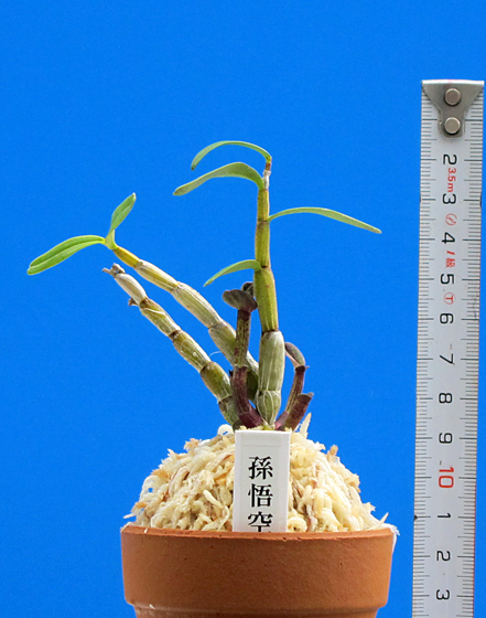 ★セッコク・長生蘭、三重産、矢変り・羅紗・梅弁花「孫悟空」★