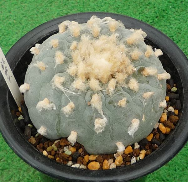 サボテン、多肉植物 銀冠玉-8 観葉植物 サボテン 【公式通販】