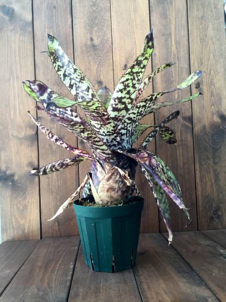 ★ブロメリア エクメア　Aechmea orlandiana 'Rainbow'