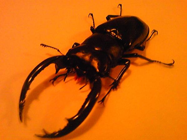 ウエストウッディ、カズミアエ　各種５頭　２