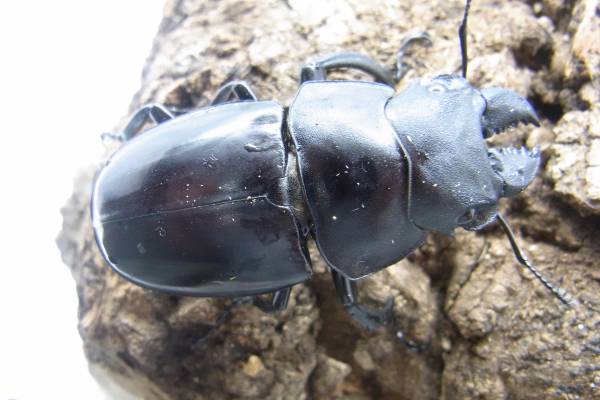 ≪　天然！　激珍　ラティペニスツヤクワガタ　成虫ペア　≫