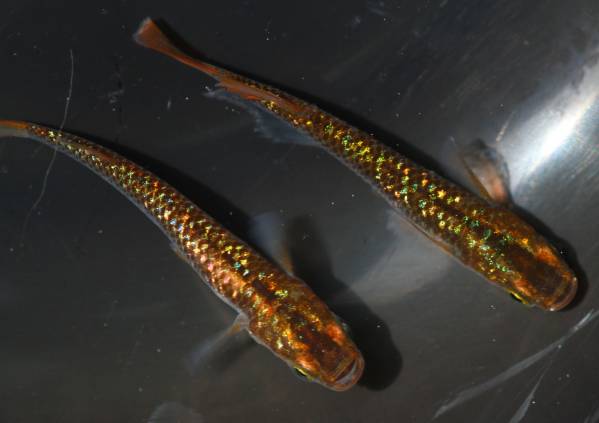 超虹ラメ 最上級レインボー 琥珀ラメ幹之 メダカの卵個 A めだか 売買されたオークション情報 Yahooの商品情報をアーカイブ公開 オークファン Aucfan Com